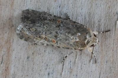 <i>Spodoptera exigua</i>
