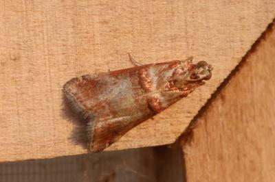 <i>Acrobasis tumidana</i>