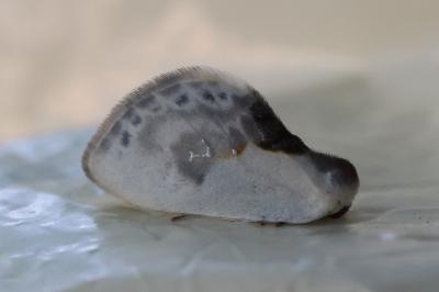 <i>Cilix glaucata</i>