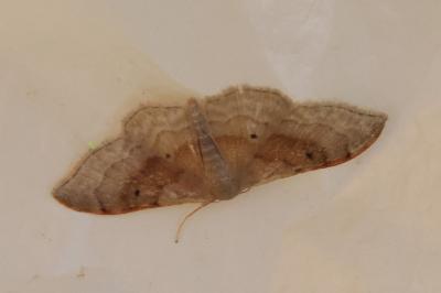 <i>Idaea degeneraria</i>