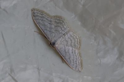 <i>Idaea subsericeata</i>