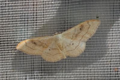 <i>Idaea rubraria</i>