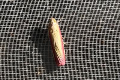 <i>Oncocera semirubella</i>