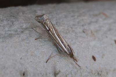 <i>Ancylolomia tentaculella</i>