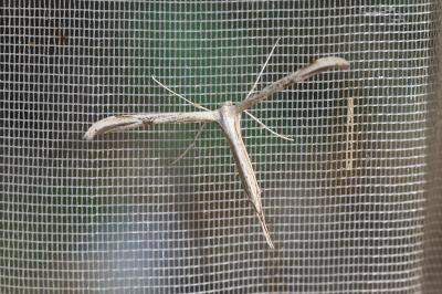 <i>Emmelina monodactyla</i>