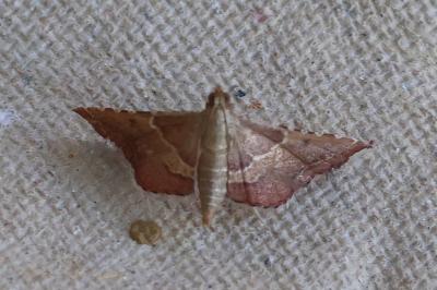 <i>Endotricha flammealis</i>
