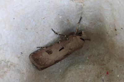 <i>Agrotis exclamationis</i>