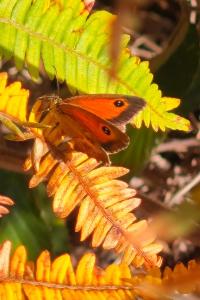<i>Pyronia tithonus</i>