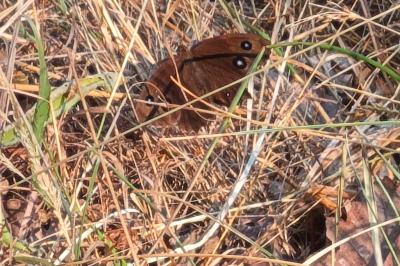 <i>Minois dryas</i>