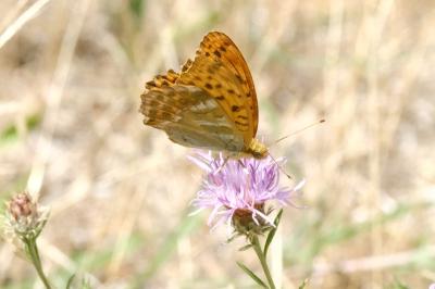 <i>Argynnis paphia</i>