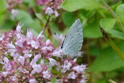 <i>Celastrina argiolus</i>