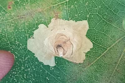 <i>Tischeria decidua</i>
