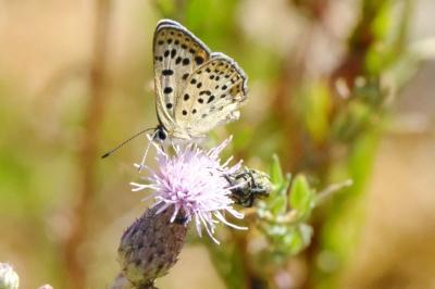 <i>Lycaena tityrus</i>