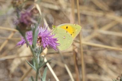 <i>Colias crocea</i>