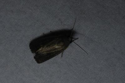 <i>Proxenus hospes</i>