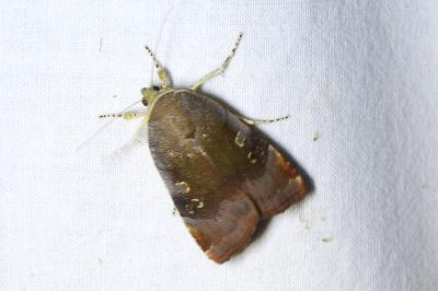 <i>Noctua janthe/janthina</i>