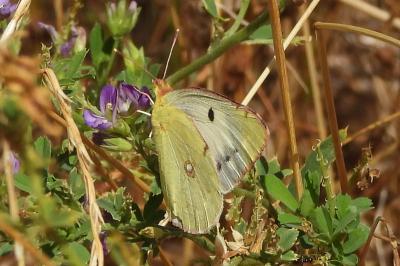 <i>Colias crocea</i>