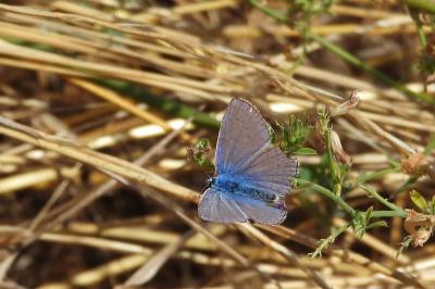 <i>Polyommatus icarus</i>