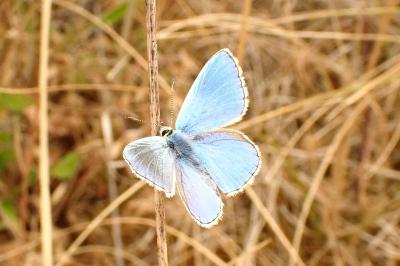 <i>Lysandra bellargus</i>