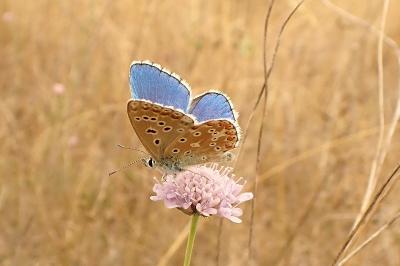 <i>Lysandra bellargus</i>