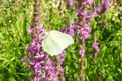 <i>Gonepteryx rhamni</i>