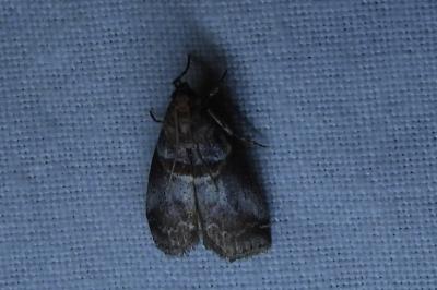 <i>Acrobasis advenella</i>