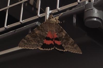<i>Catocala promissa</i>