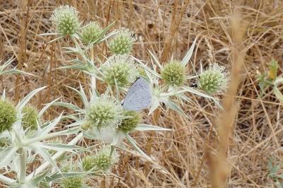 <i>Celastrina argiolus</i>