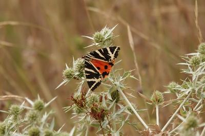 <i>Euplagia quadripunctaria</i>