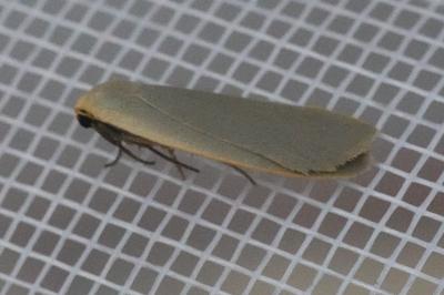 <i>Collita griseola</i>