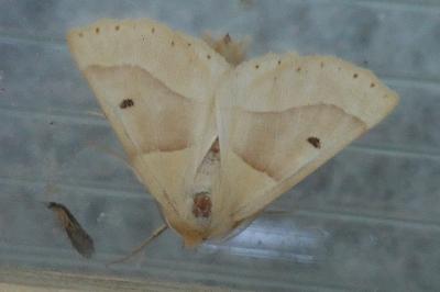 <i>Crocallis elinguaria</i>