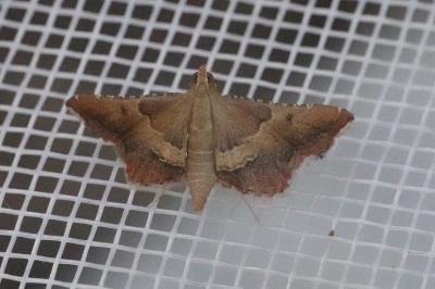 <i>Endotricha flammealis</i>