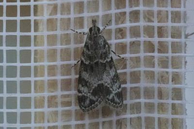 <i>Eudonia mercurella</i>