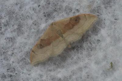 <i>Idaea degeneraria</i>