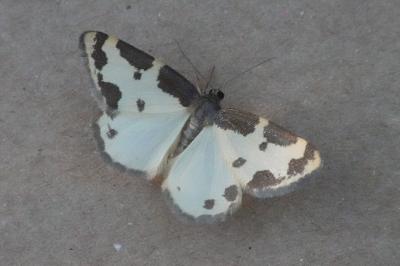 <i>Lomaspilis marginata</i>