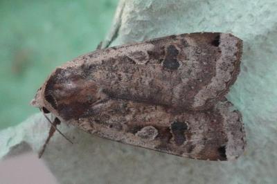 <i>Noctua pronuba</i>