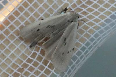 <i>Pelosia muscerda</i>