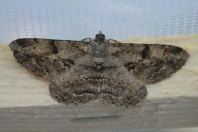 <i>Peribatodes rhomboidaria</i>