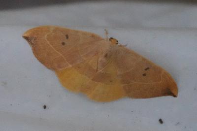 <i>Watsonalla binaria</i>