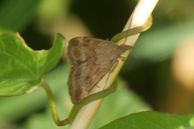 <i>Pyrausta despicata</i>