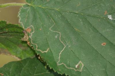<i>Stigmella microtheriella</i>