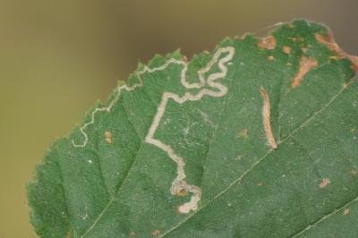 <i>Stigmella microtheriella</i>
