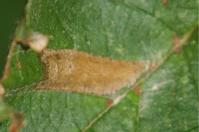 <i>Phyllonorycter nicellii</i>