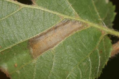 <i>Phyllonorycter nicellii</i>