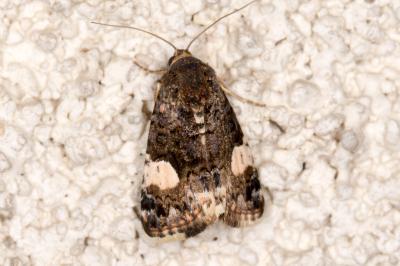 <i>Tyta luctuosa</i>