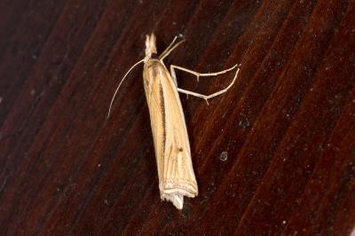 <i>Ancylolomia tentaculella</i>