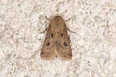 <i>Agrotis exclamationis</i>