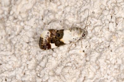 <i>Acontia lucida</i>