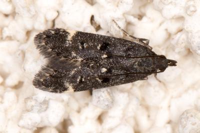 <i>Dichomeris alacella</i>