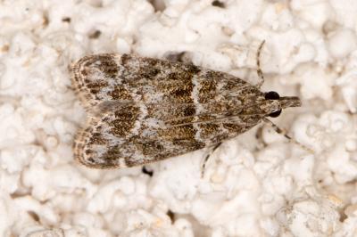 <i>Eudonia mercurella</i>